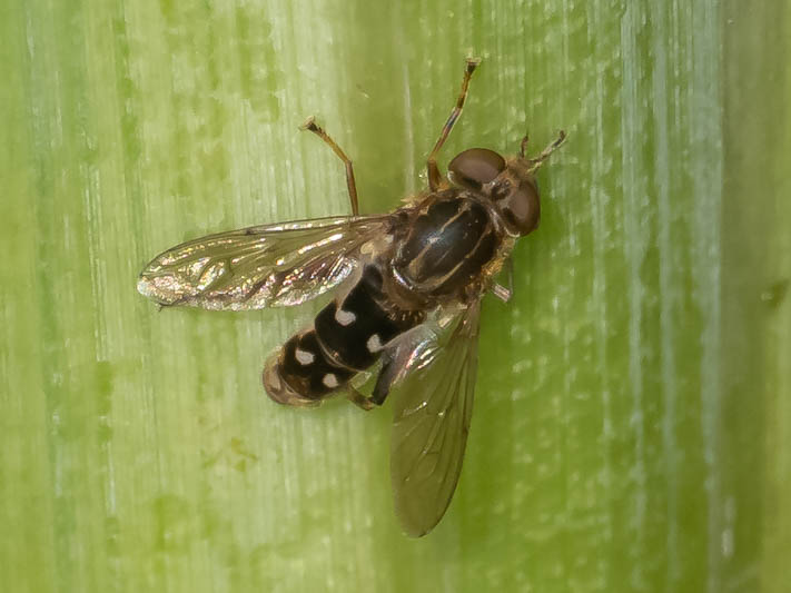 Anasimyia contracta.jpg